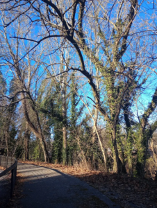 english ivy overlook park